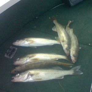 Meet your Posher, Donald